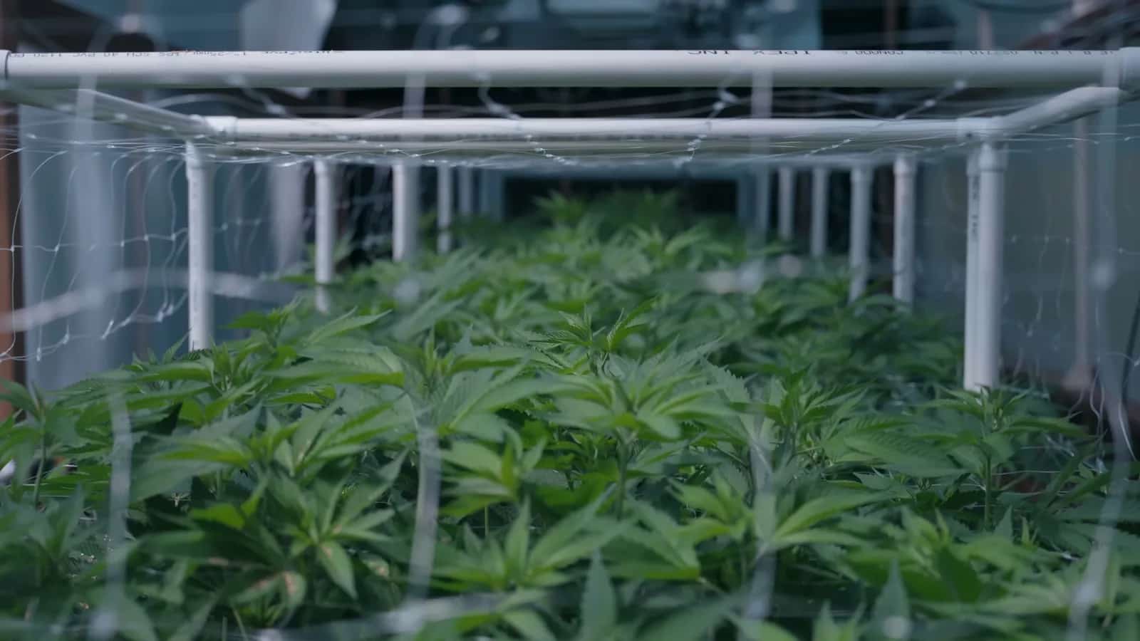 Greenhouse rows of standing Hive plants ready for harvest at LBR Labs.