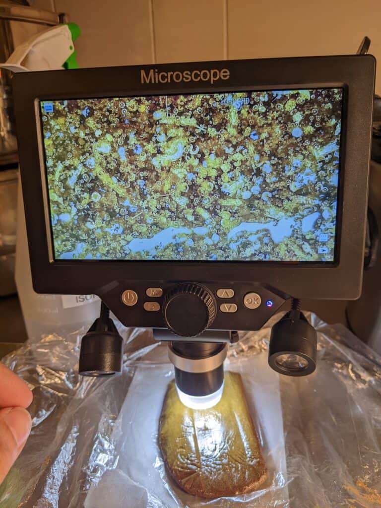 hash under 1200x digital microscope showing trichomes and stalks
