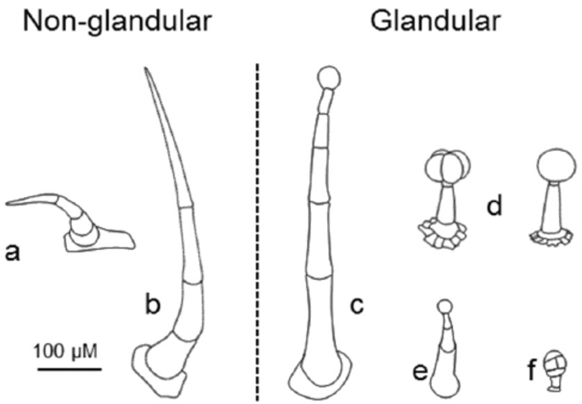 comparison of glandular vs non-glandular heads for solventless extraction