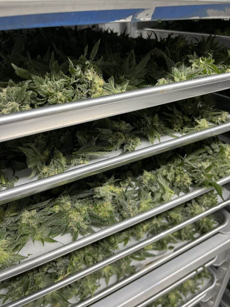 flash freezing fresh cannabis