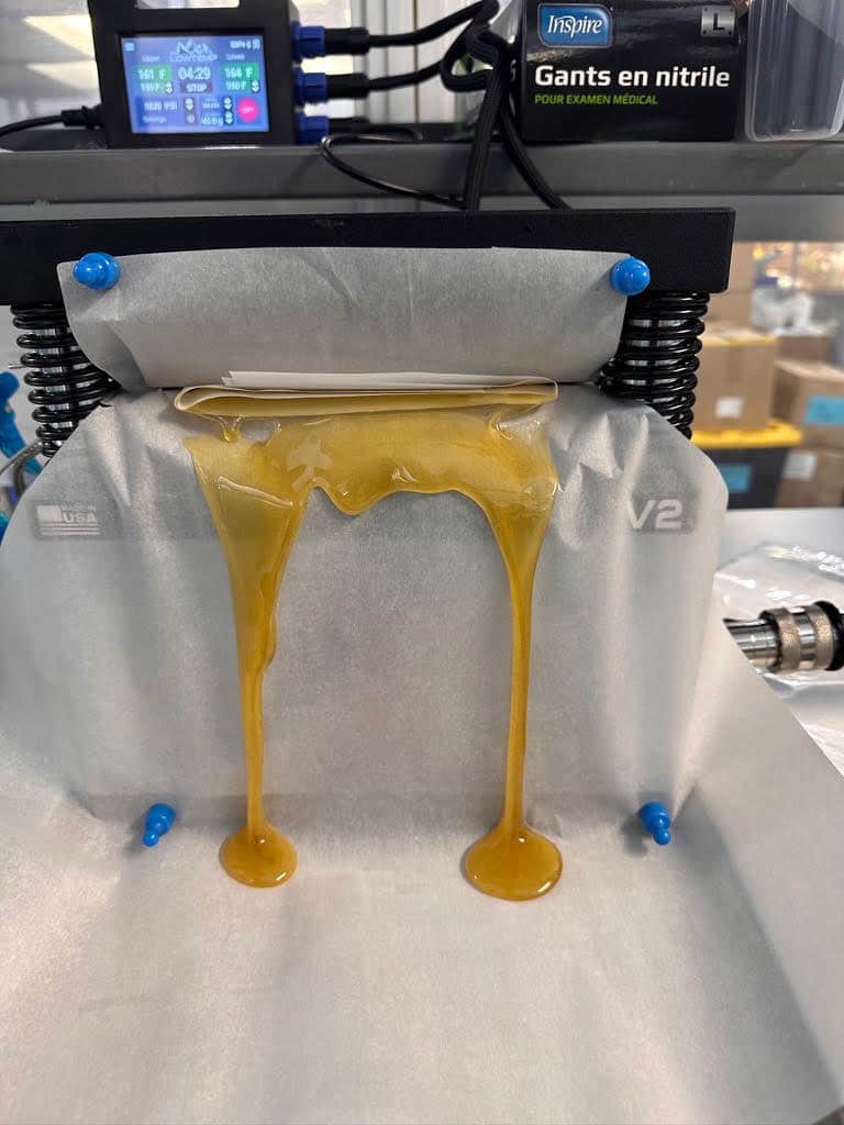 Rambutan hash rosin being pressed at Alchemy Pure