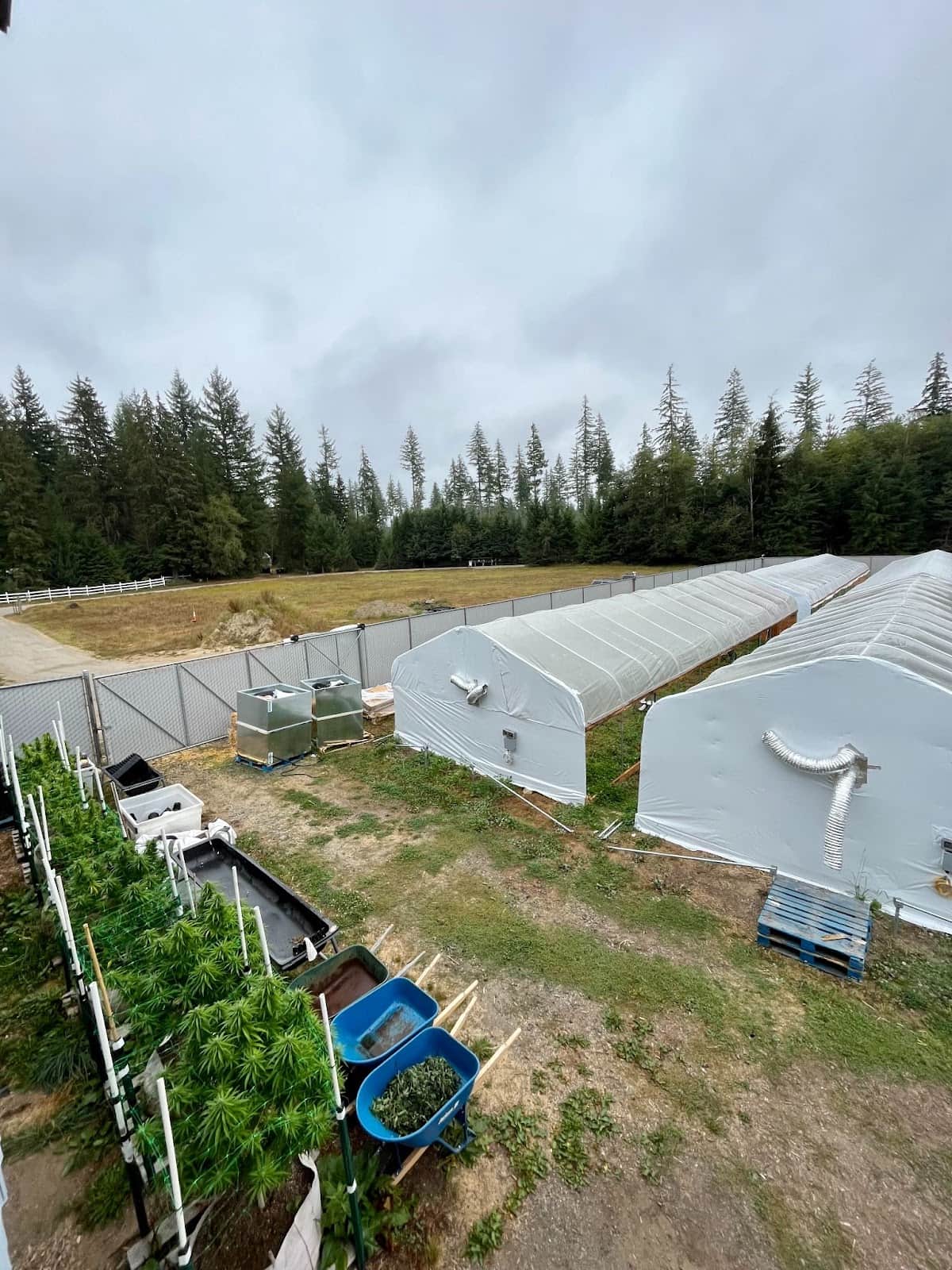 kaya fresh frozen cannabis farm